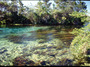new zealand - pu pu springs.jpg